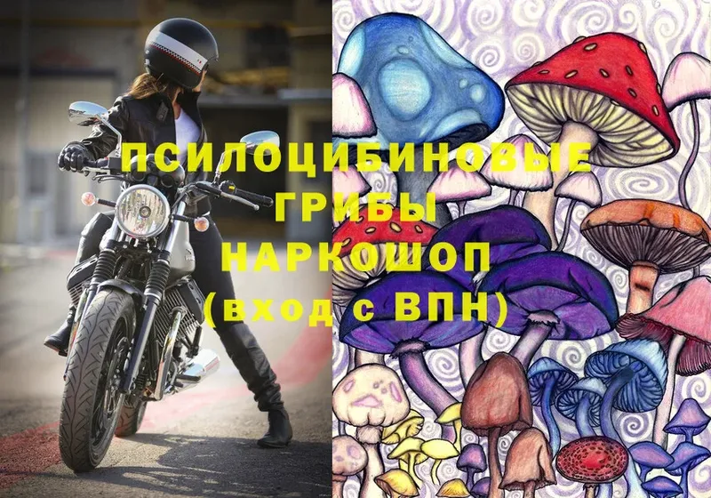 Псилоцибиновые грибы Psilocybe  Копейск 